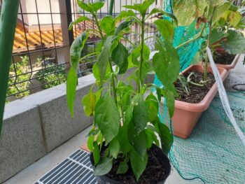 プランターでの野菜栽培～広島の建築設計ブログ～