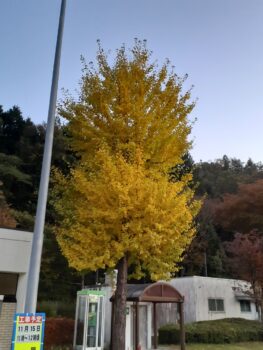 秋ですねぇ。～広島の建築設計ブログ