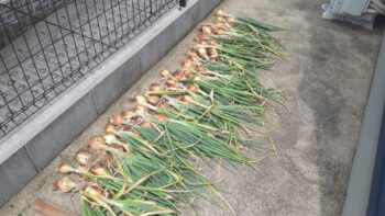 プランター栽培～広島の建築設計ブログ～